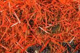 Bright Orange Crocoite Crystal Cluster - Tasmania #148524-2
